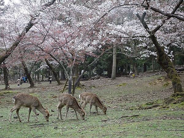 京都賞櫻行:冰室神社花開滿庭.奈良公園結緣櫻花小鹿