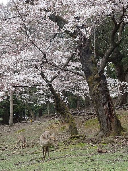 京都賞櫻行:冰室神社花開滿庭.奈良公園結緣櫻花小鹿