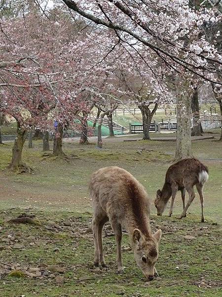 京都賞櫻行:冰室神社花開滿庭.奈良公園結緣櫻花小鹿