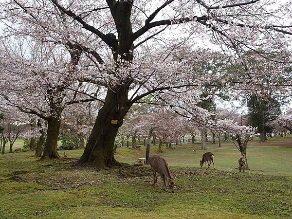 京都賞櫻行:冰室神社花開滿庭.奈良公園結緣櫻花小鹿