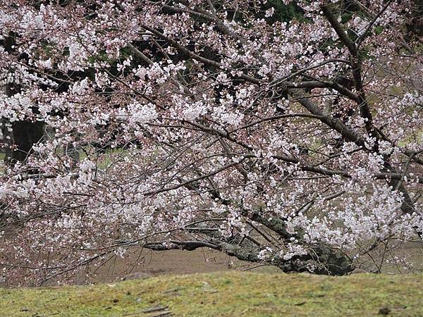 京都賞櫻行:冰室神社花開滿庭.奈良公園結緣櫻花小鹿