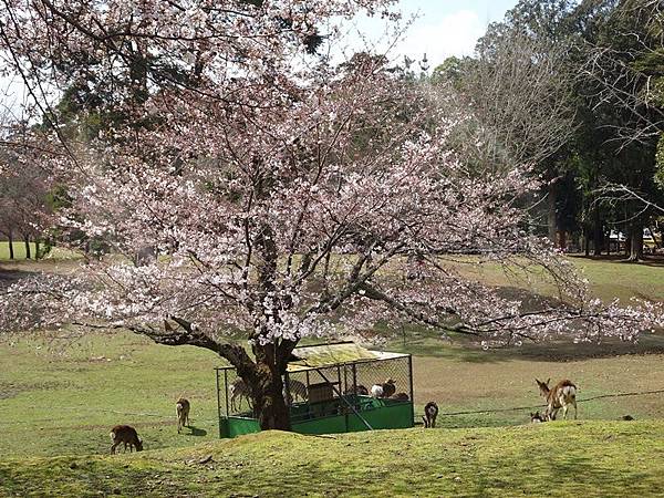 京都賞櫻行:冰室神社花開滿庭.奈良公園結緣櫻花小鹿