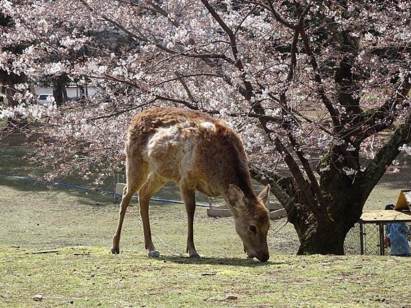 京都賞櫻行:冰室神社花開滿庭.奈良公園結緣櫻花小鹿