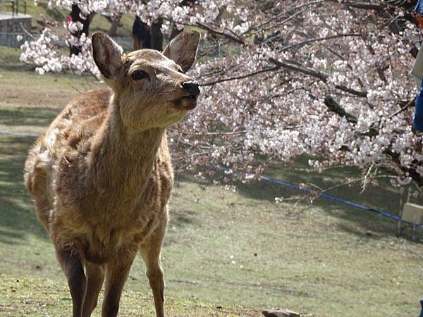 京都賞櫻行:冰室神社花開滿庭.奈良公園結緣櫻花小鹿