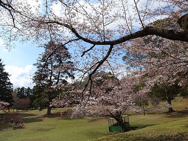 京都賞櫻行:冰室神社花開滿庭.奈良公園結緣櫻花小鹿