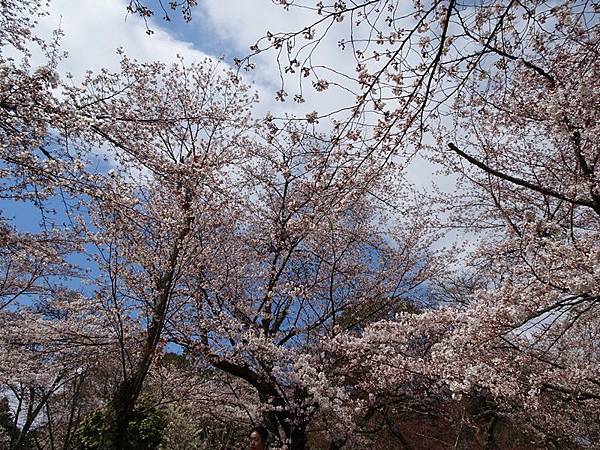 京都賞櫻行:冰室神社花開滿庭.奈良公園結緣櫻花小鹿