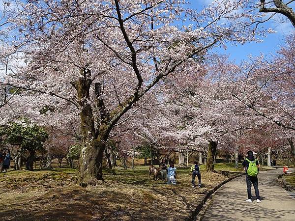 京都賞櫻行:冰室神社花開滿庭.奈良公園結緣櫻花小鹿