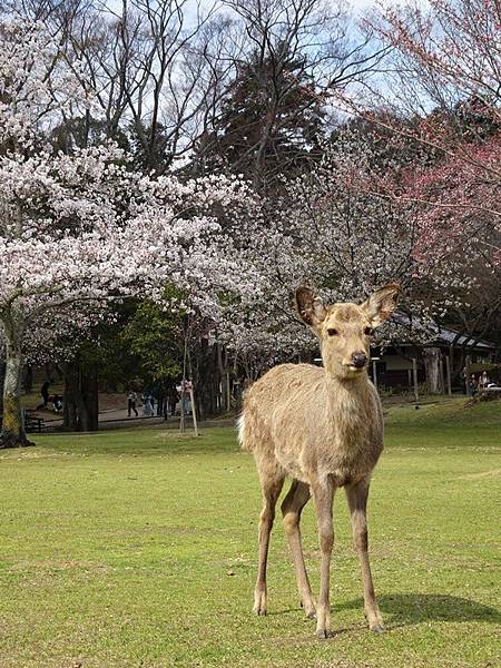 京都賞櫻行:冰室神社花開滿庭.奈良公園結緣櫻花小鹿