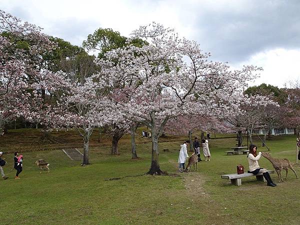 京都賞櫻行:冰室神社花開滿庭.奈良公園結緣櫻花小鹿