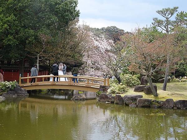 京都賞櫻行:冰室神社花開滿庭.奈良公園結緣櫻花小鹿