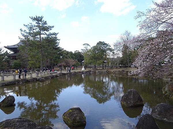 京都賞櫻行:冰室神社花開滿庭.奈良公園結緣櫻花小鹿