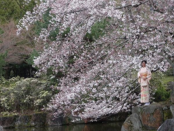 京都賞櫻行:冰室神社花開滿庭.奈良公園結緣櫻花小鹿