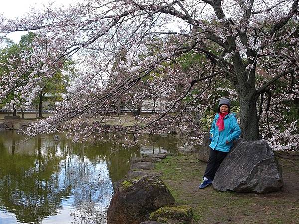 京都賞櫻行:冰室神社花開滿庭.奈良公園結緣櫻花小鹿