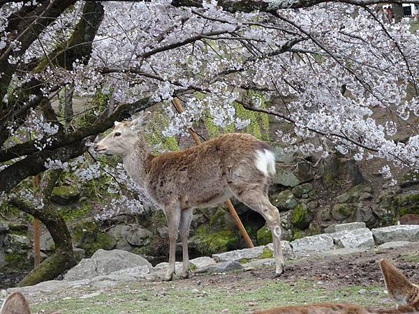 京都賞櫻行:冰室神社花開滿庭.奈良公園結緣櫻花小鹿