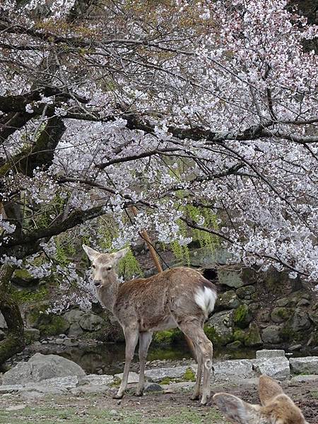 京都賞櫻行:冰室神社花開滿庭.奈良公園結緣櫻花小鹿