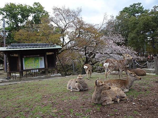 京都賞櫻行:冰室神社花開滿庭.奈良公園結緣櫻花小鹿