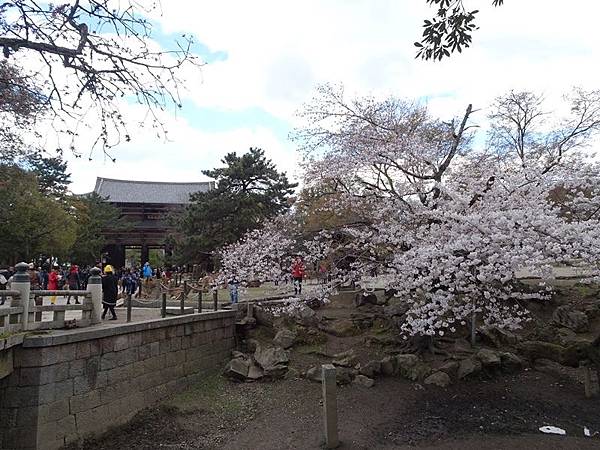 京都賞櫻行:冰室神社花開滿庭.奈良公園結緣櫻花小鹿