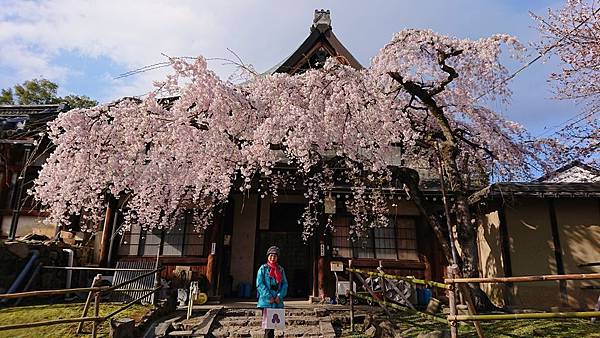 京都賞櫻行:冰室神社花開滿庭.奈良公園結緣櫻花小鹿