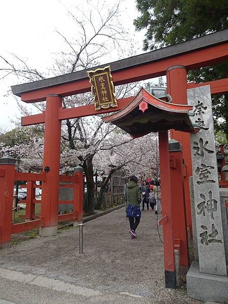 京都賞櫻行:冰室神社花開滿庭.奈良公園結緣櫻花小鹿