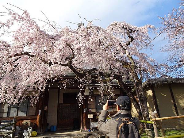 京都賞櫻行:冰室神社花開滿庭.奈良公園結緣櫻花小鹿