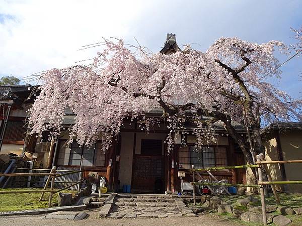 京都賞櫻行:冰室神社花開滿庭.奈良公園結緣櫻花小鹿