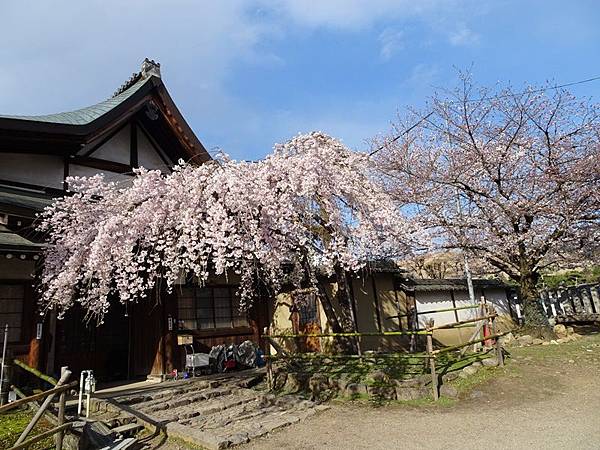 京都賞櫻行:冰室神社花開滿庭.奈良公園結緣櫻花小鹿