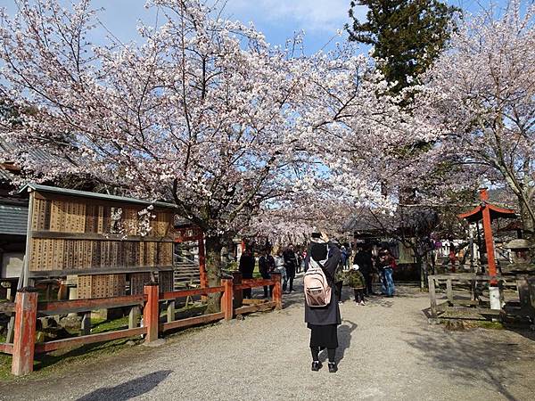 京都賞櫻行:冰室神社花開滿庭.奈良公園結緣櫻花小鹿