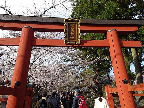 京都賞櫻行:冰室神社花開滿庭.奈良公園結緣櫻花小鹿