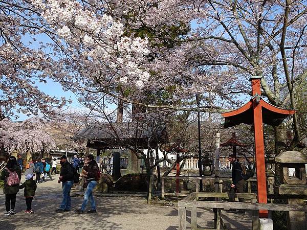 京都賞櫻行:冰室神社花開滿庭.奈良公園結緣櫻花小鹿