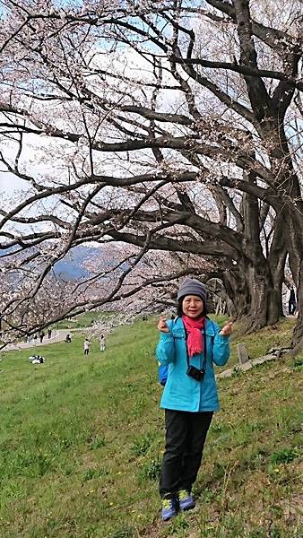 京都賞櫻行:八幡市河川公園背割堤櫻花祭