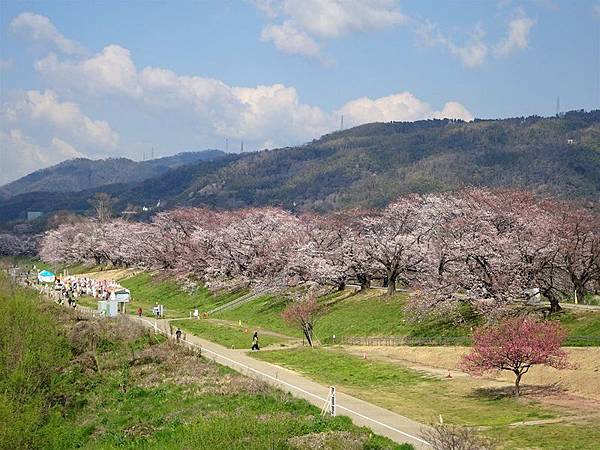 京都賞櫻行:八幡市河川公園背割堤櫻花祭