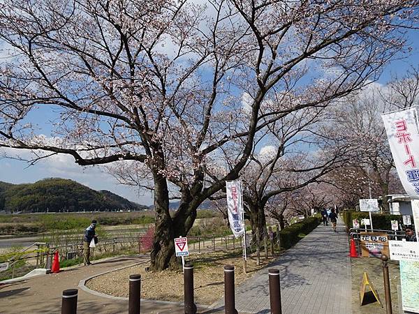 京都賞櫻行:八幡市河川公園背割堤櫻花祭