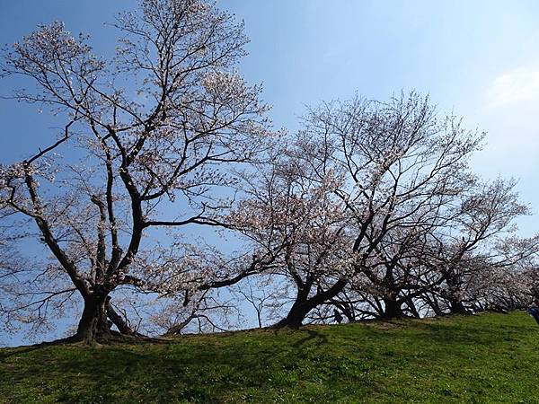 京都賞櫻行:八幡市河川公園背割堤櫻花祭