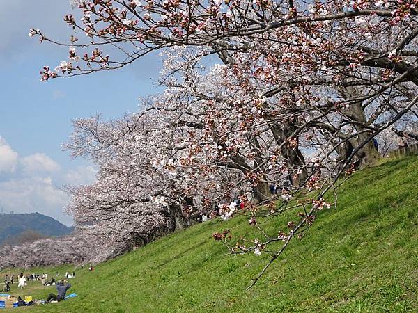 京都賞櫻行:八幡市河川公園背割堤櫻花祭