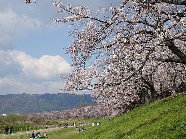 京都賞櫻行:八幡市河川公園背割堤櫻花祭