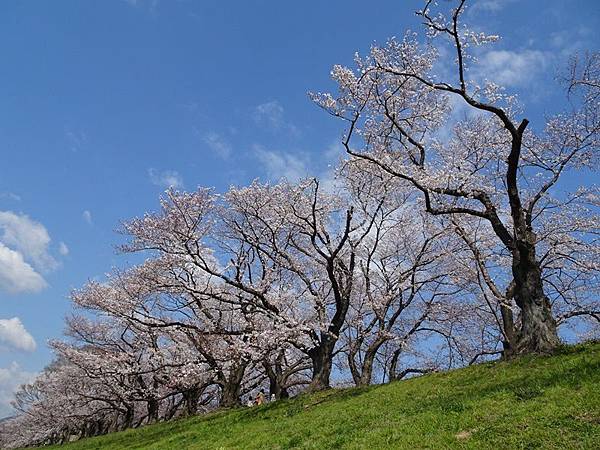 京都賞櫻行:八幡市河川公園背割堤櫻花祭