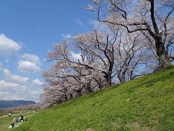 京都賞櫻行:八幡市河川公園背割堤櫻花祭