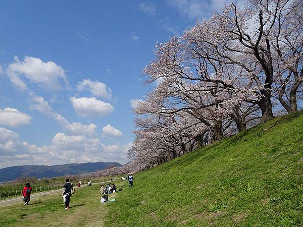 京都賞櫻行:八幡市河川公園背割堤櫻花祭