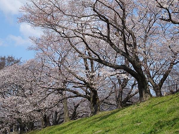 京都賞櫻行:八幡市河川公園背割堤櫻花祭