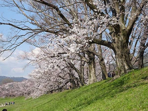 京都賞櫻行:八幡市河川公園背割堤櫻花祭