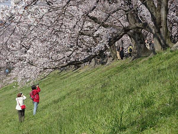 京都賞櫻行:八幡市河川公園背割堤櫻花祭