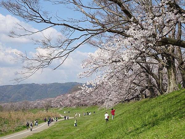 京都賞櫻行:八幡市河川公園背割堤櫻花祭