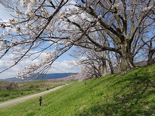 京都賞櫻行:八幡市河川公園背割堤櫻花祭