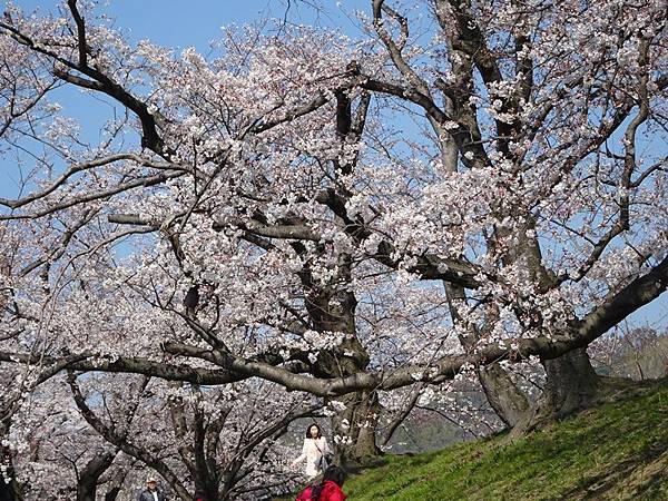 京都賞櫻行:八幡市河川公園背割堤櫻花祭