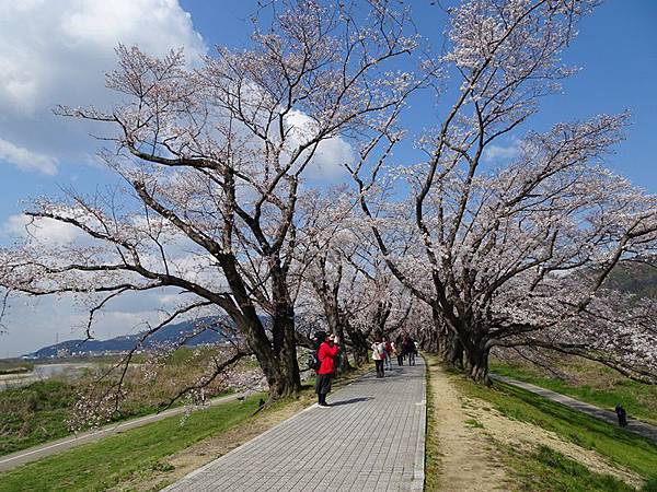 京都賞櫻行:八幡市河川公園背割堤櫻花祭