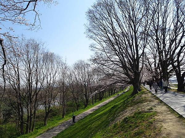 京都賞櫻行:八幡市河川公園背割堤櫻花祭