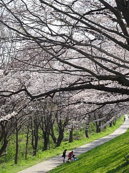 京都賞櫻行:八幡市河川公園背割堤櫻花祭