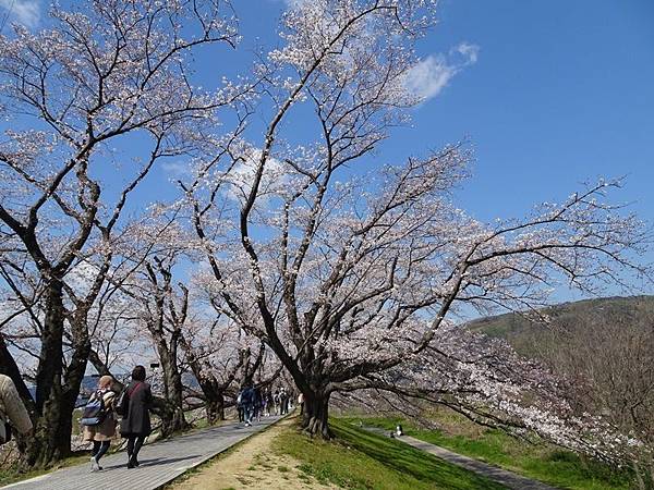 京都賞櫻行:八幡市河川公園背割堤櫻花祭