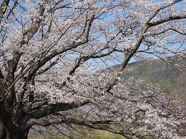 京都賞櫻行:八幡市河川公園背割堤櫻花祭