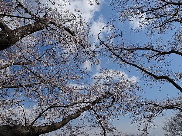 京都賞櫻行:八幡市河川公園背割堤櫻花祭